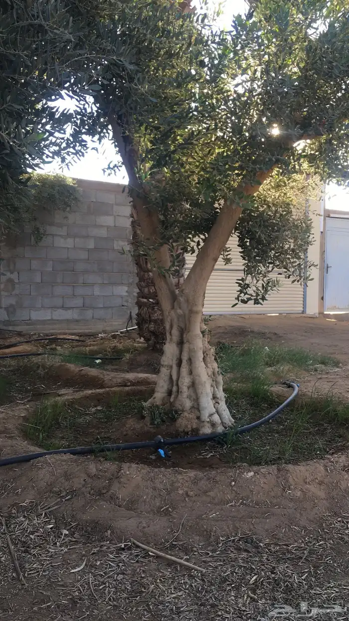اشجار زيتون شجر زيتون معمر 18