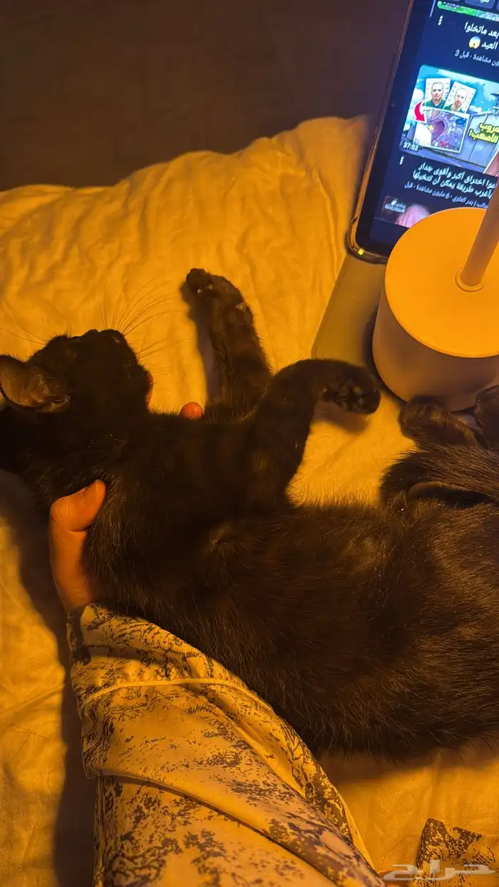 للتبني قطه حنونه جدا سكوتش ستريت 1