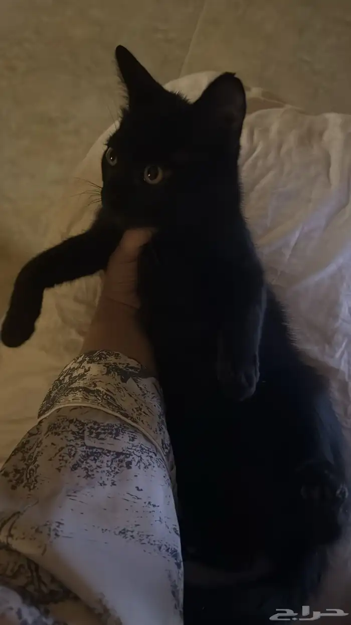 للتبني قطه حنونه جدا سكوتش ستريت 3