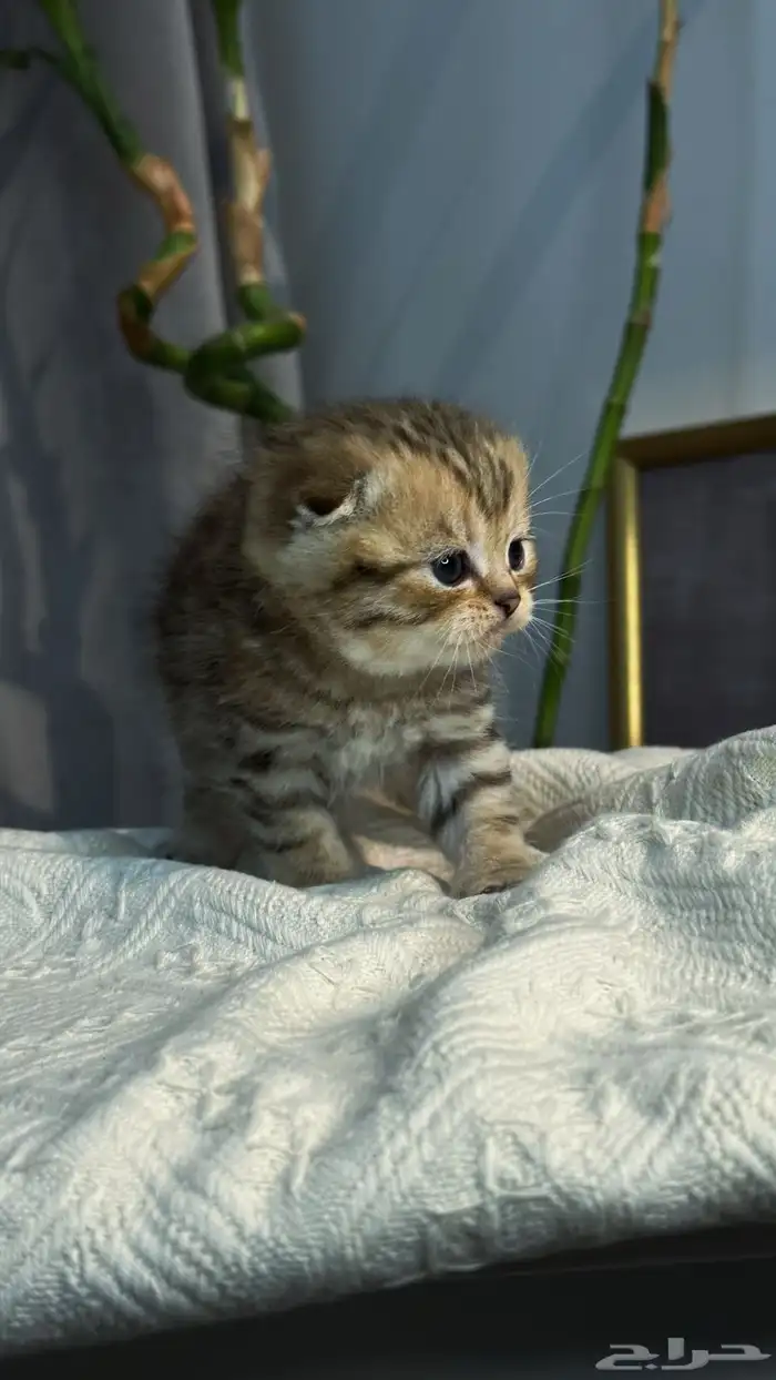 كيتن سكوتش (تايقر) 2