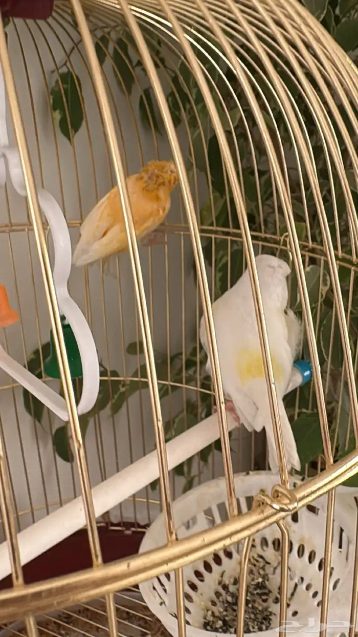 جوزين كناري 1