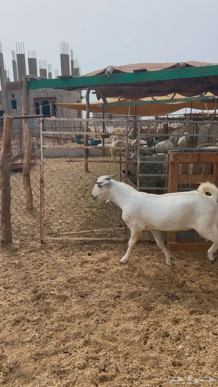 مشروع فحل بيشي 0