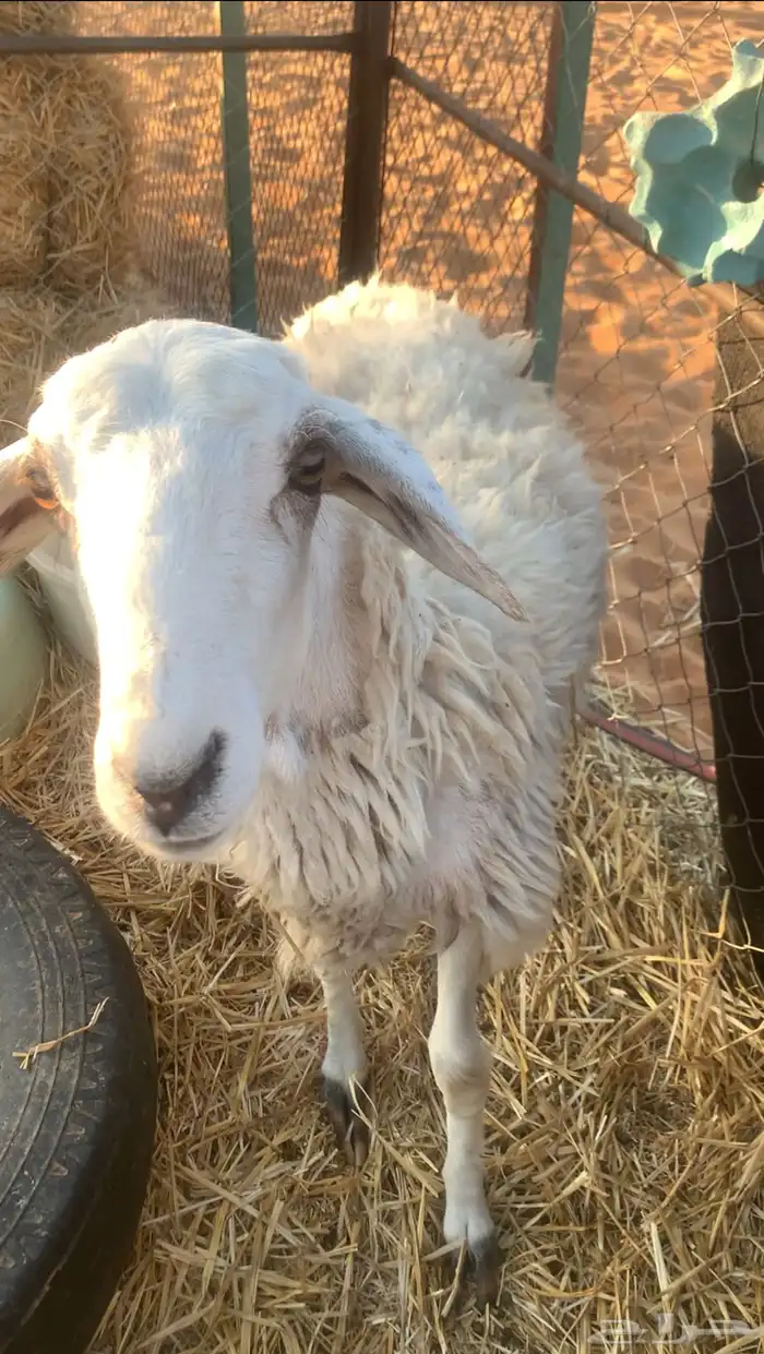 جذعه عدالها وسط 0