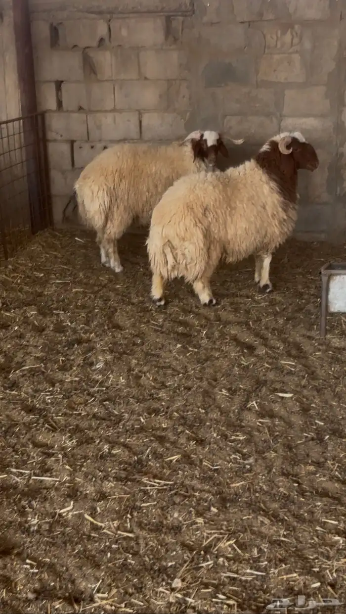 خرفان نعيمي فاخره 0