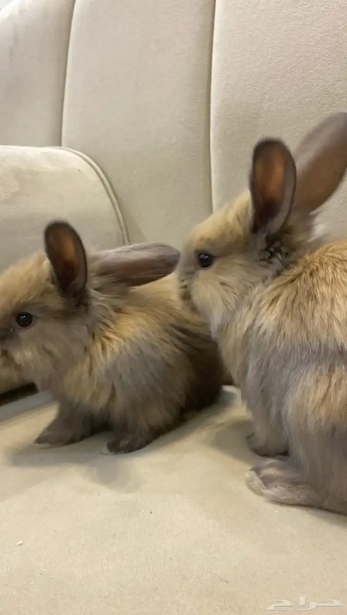 أرانب فطام للتربية فالبيت 2