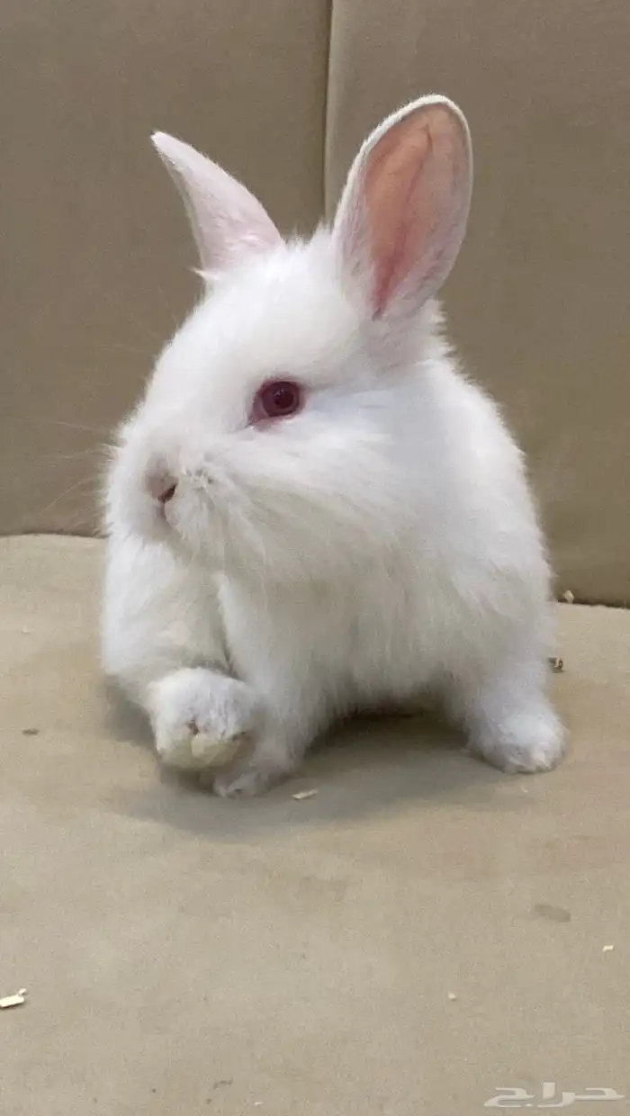 أرنب كيوت للبيع 2
