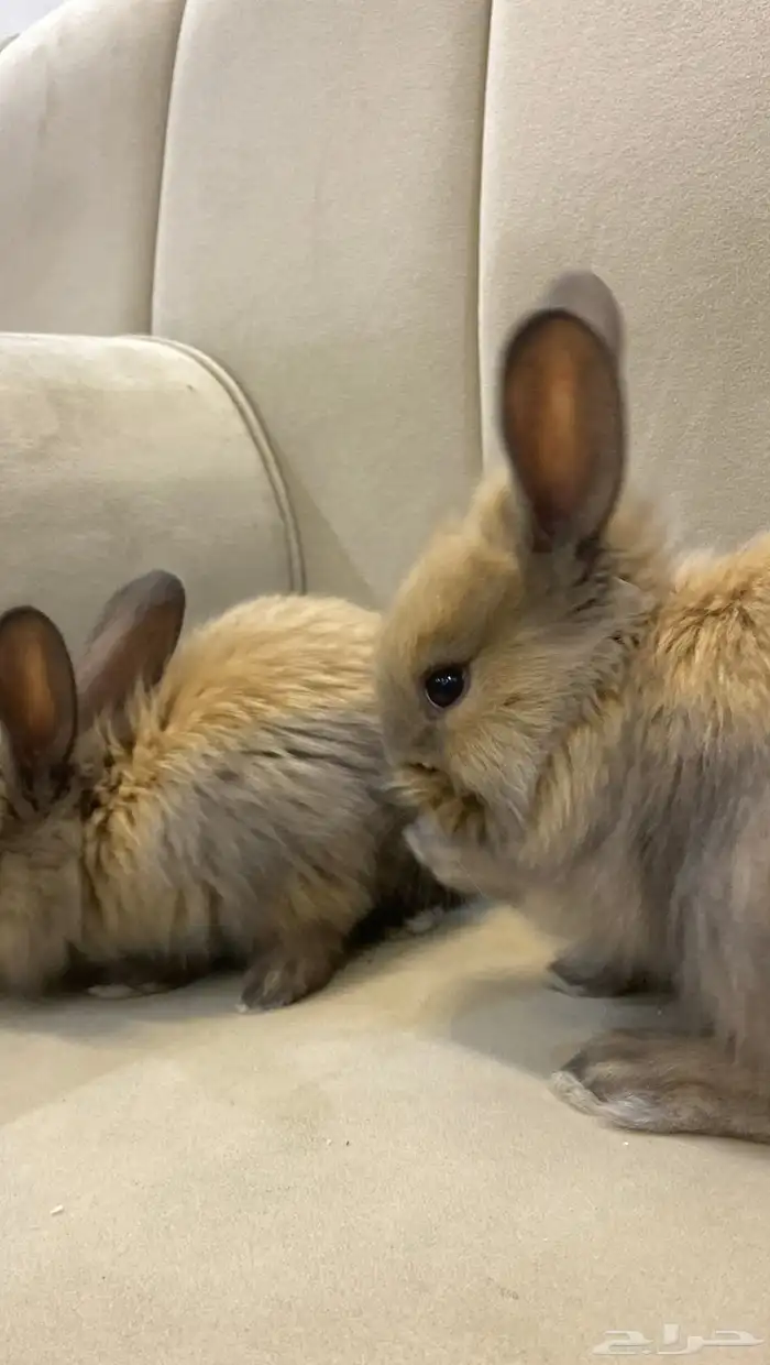 أرانب فطام للتربية فالبيت 1