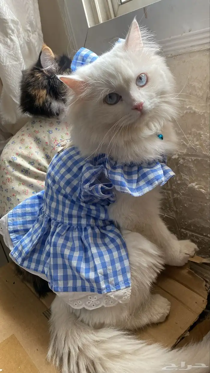 قطه انثى بيضاء امريكي بيور للتبني فقط للبنات 1