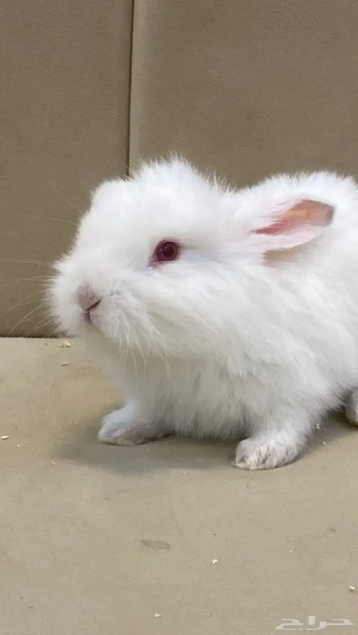 أرنب كيوت للبيع 3