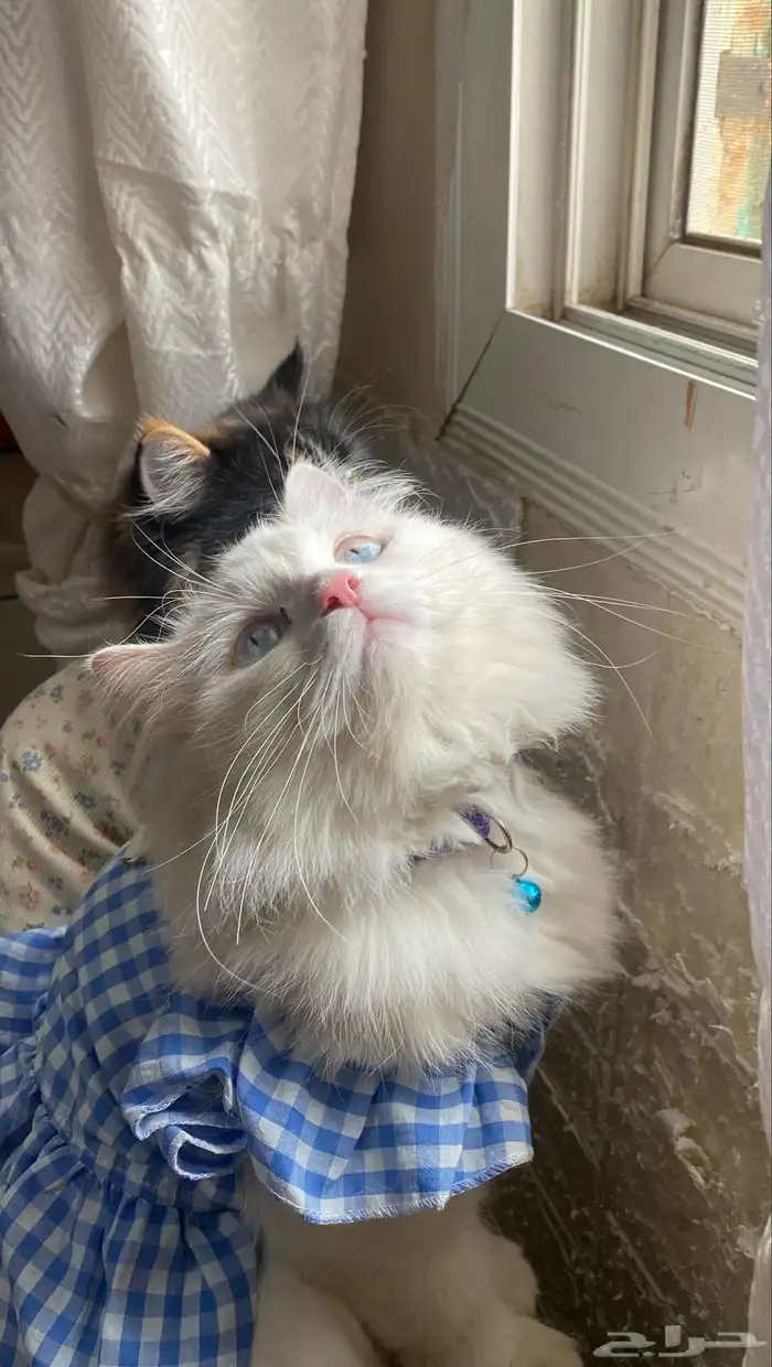 قطه انثى بيضاء امريكي بيور للتبني فقط للبنات 0