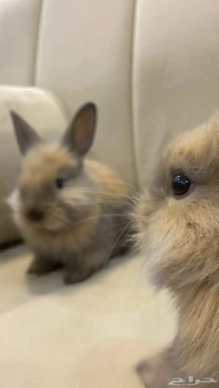 أرانب فطام للتربية فالبيت 0