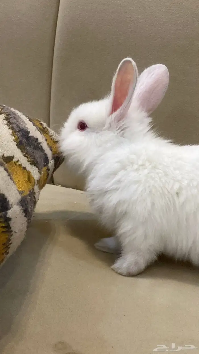 أرنب كيوت للبيع 0