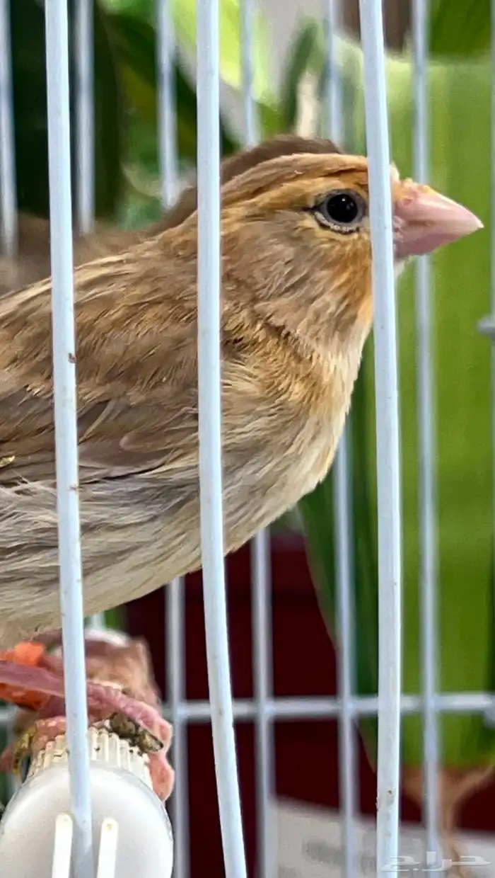 4 فروخ كناري ( تم البيع ) 13