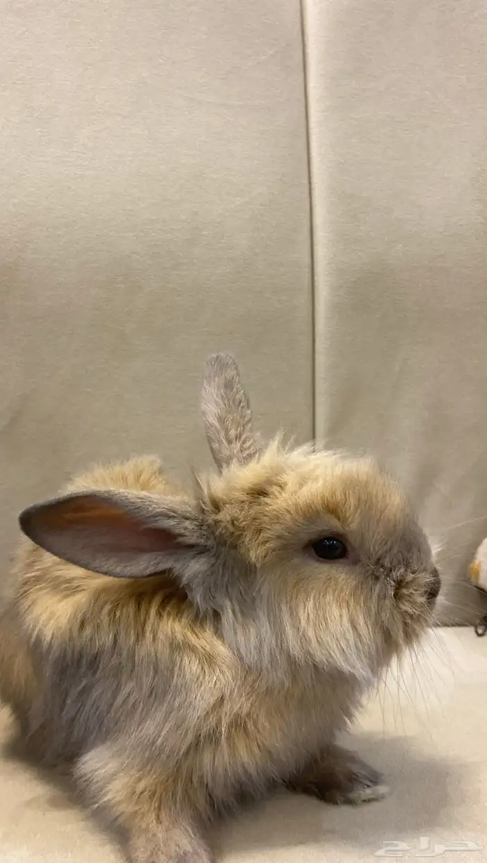 أرانب فطام للتربية فالبيت 3
