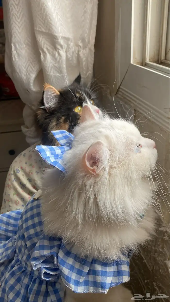 قطه انثى بيضاء امريكي بيور للتبني فقط للبنات 2