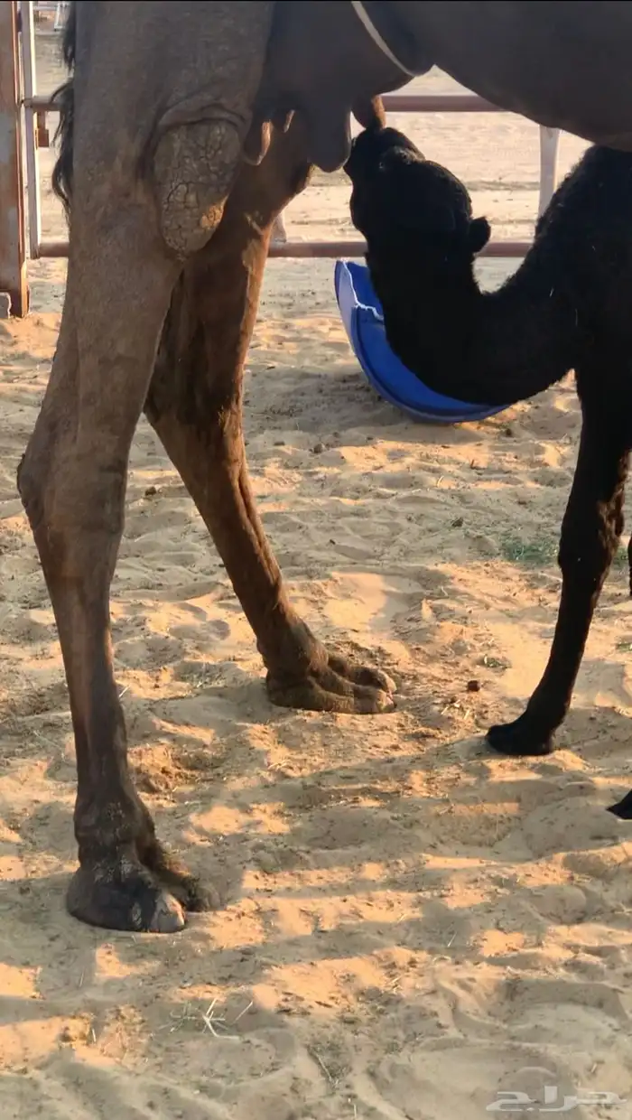 خلفه هديه صفنهاء طبب وحلبتهاء طيبه وسليمه شرط 1