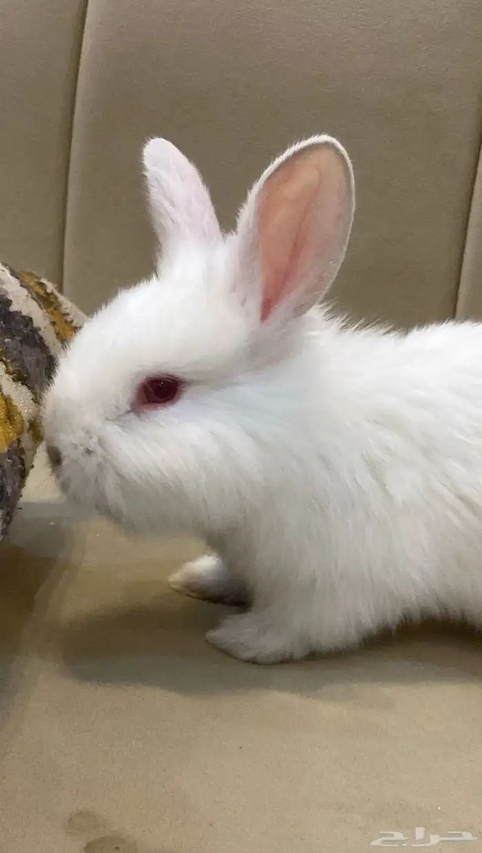 أرنب كيوت للبيع 1