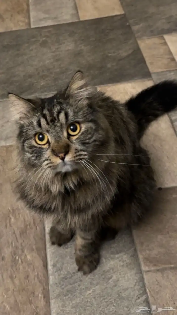 قط مفقود في الرياض 0
