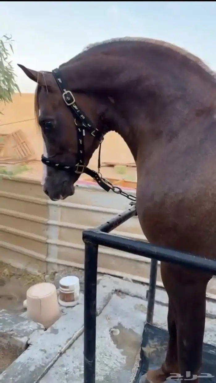 فرس شعبية جميلة فاخرة تبارك الرحمان 13