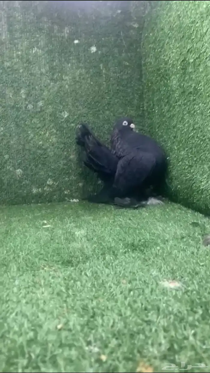 كرنقو رستوف فحل 3