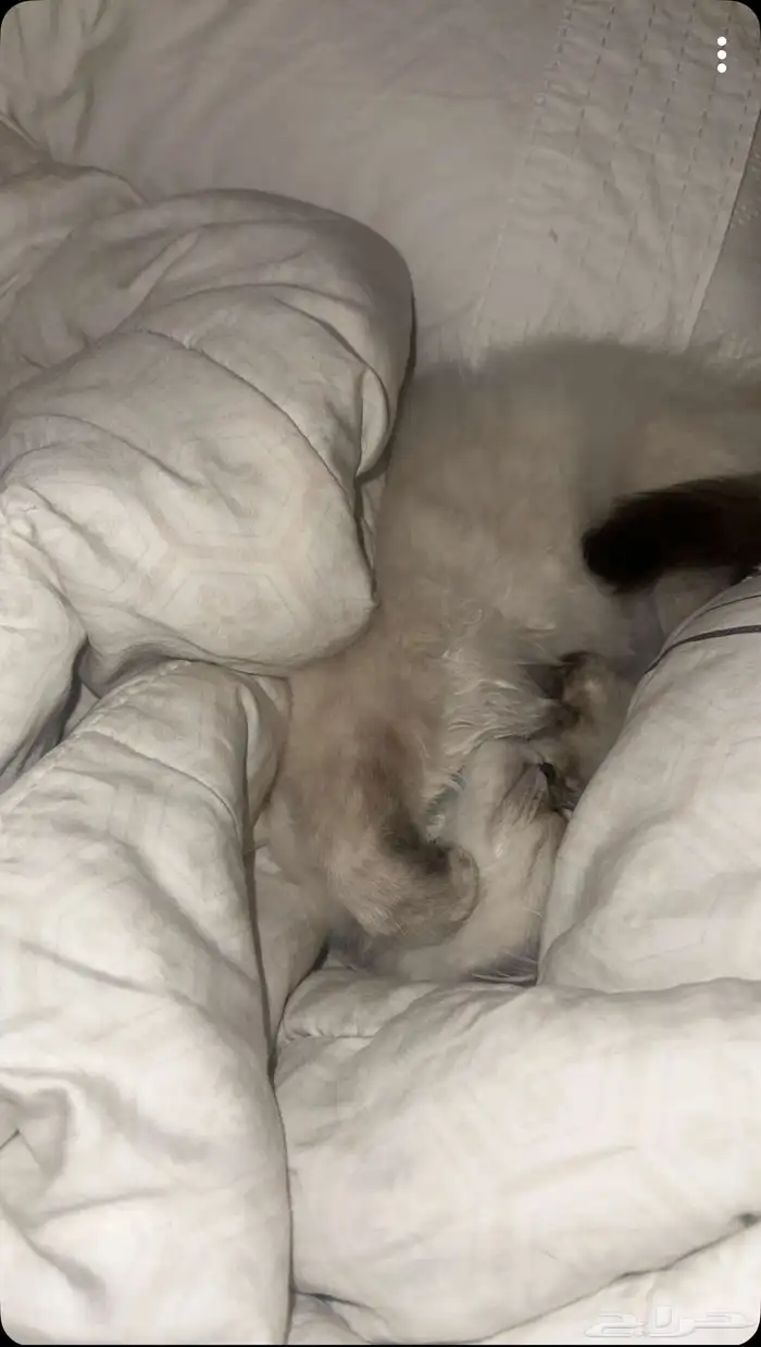 قطه هملايا للتزاوج 0