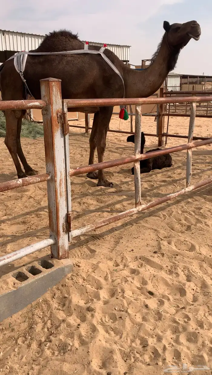 خلفه هديه صفنهاء طبب وحلبتهاء طيبه وسليمه شرط 0