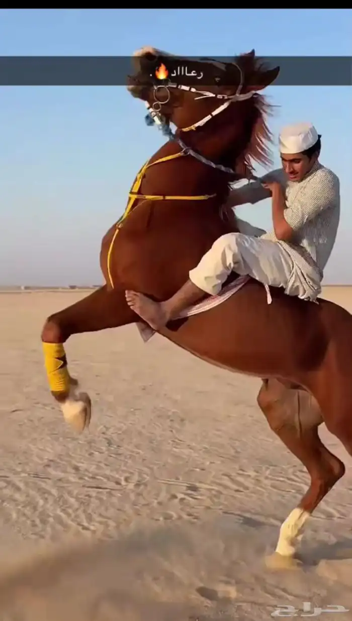 حصان للبيع 2