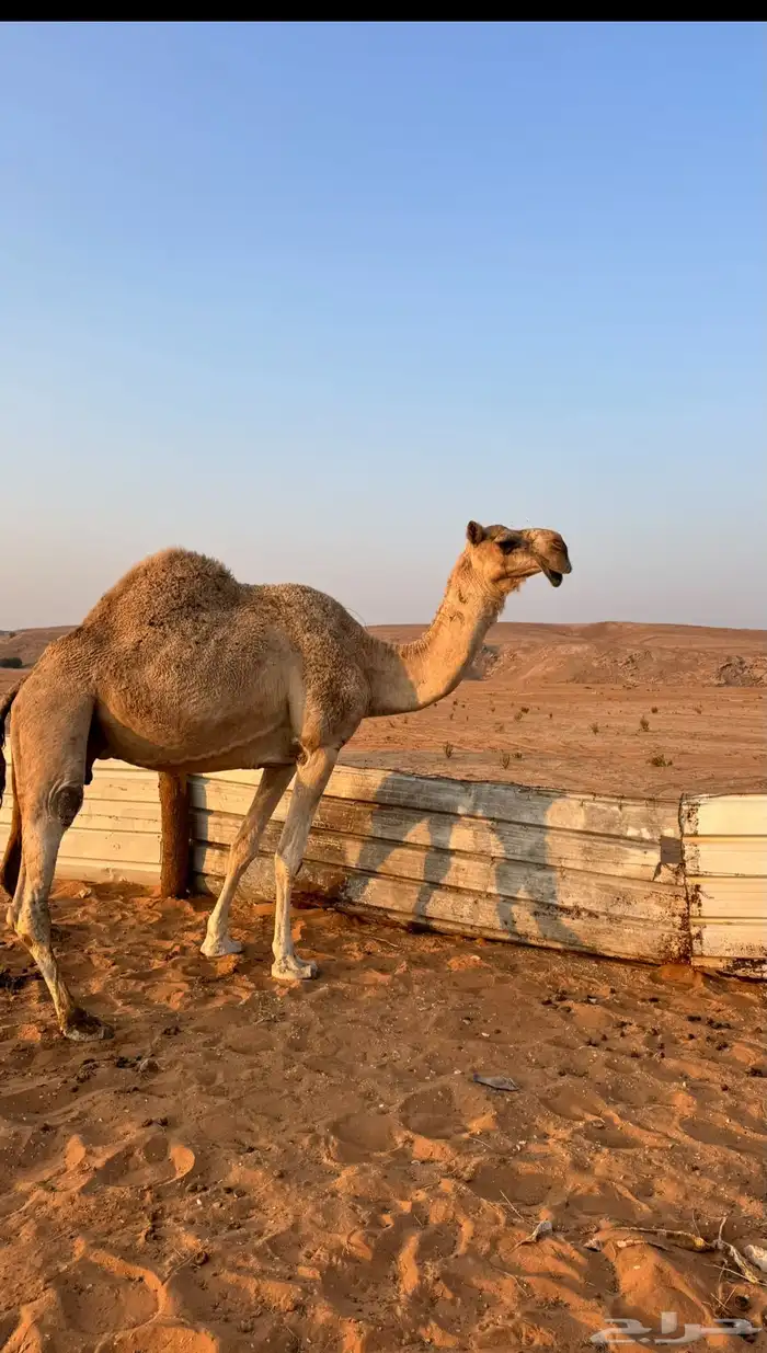 للبيع ناقة شقحاء شاق مميت ومسوح 1