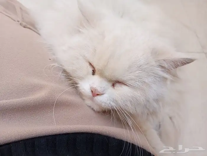 قطوه شيرازي معقمه للتبني 1