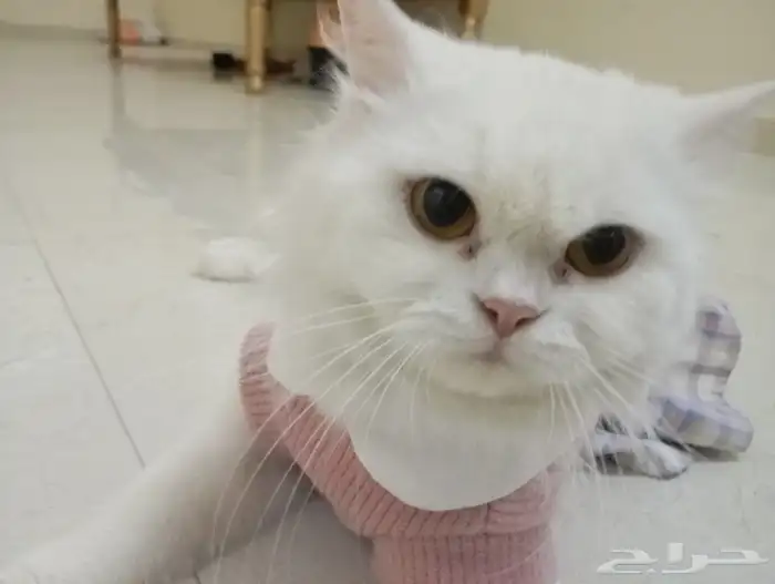 قطوه شيرازي معقمه للتبني 3