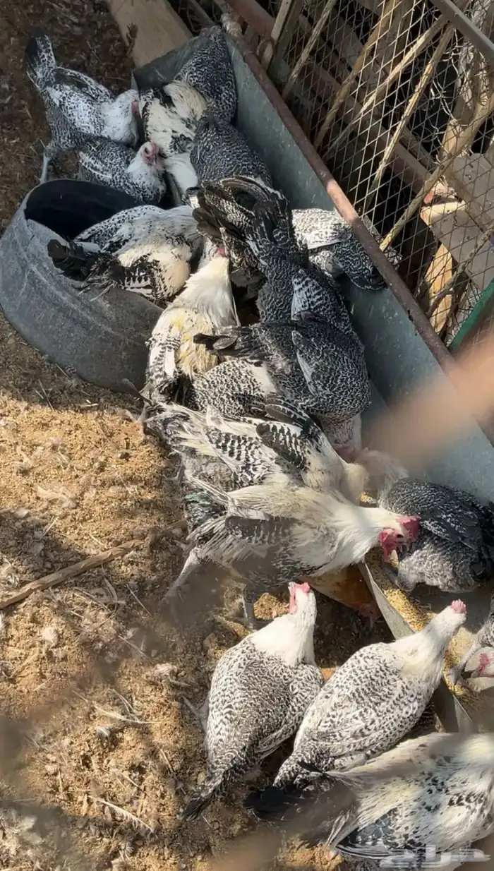 دجاج فيومي وبلدي 0