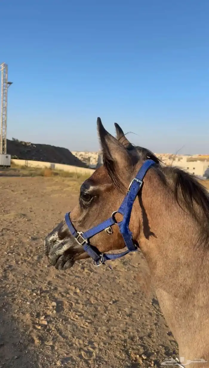 مهره واهو بورق العمر 7شهور سليمه ولاتشتكي من شي 3