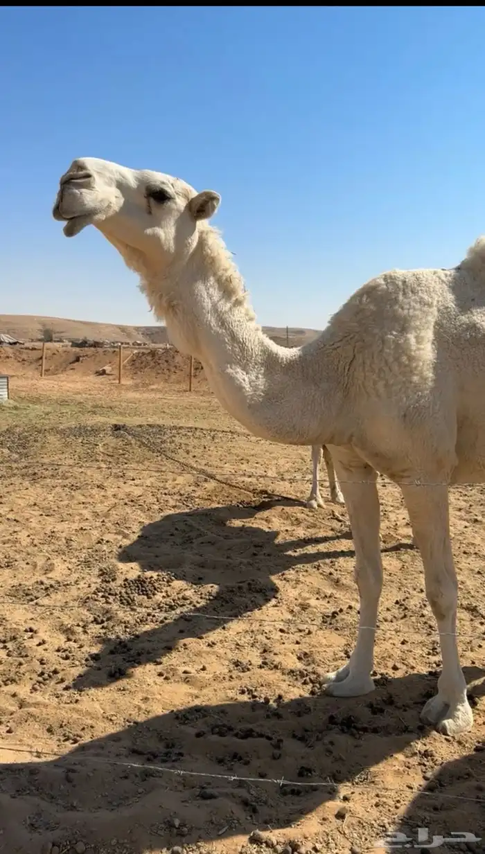 ضروبه شاق تو شقت علي جميع الشروط ذمه موقع ضرما 0