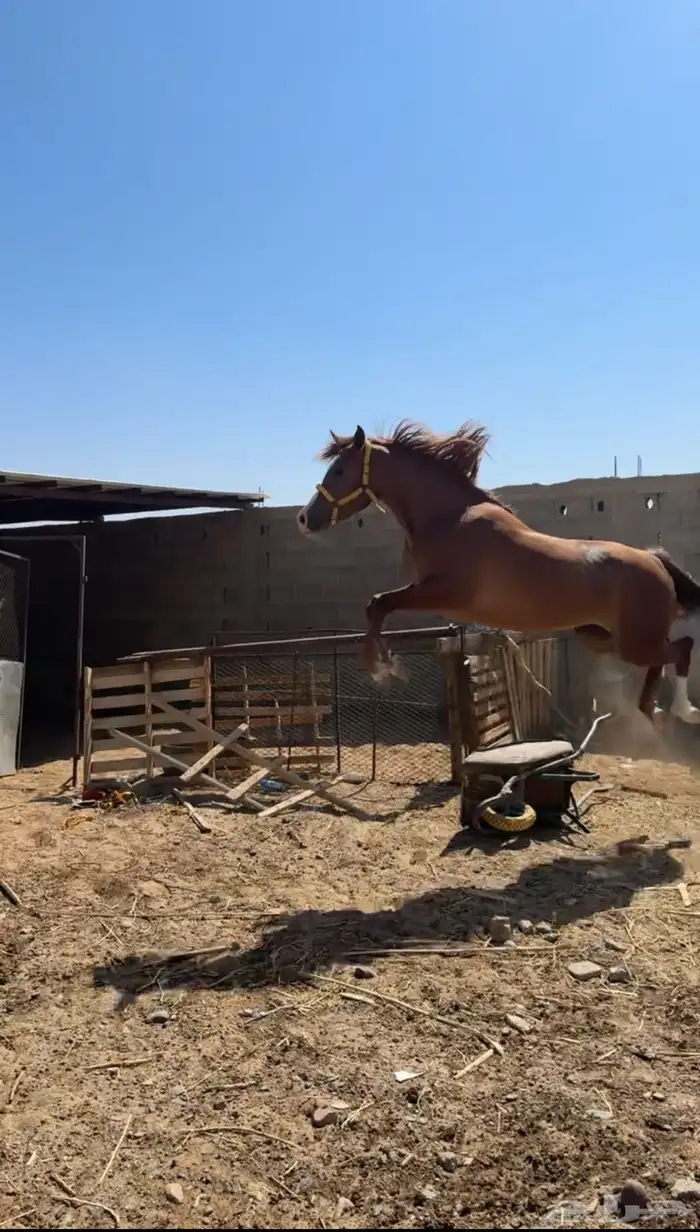 فرس شعبية شيخة 1