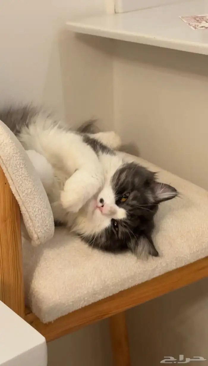 قط شيرازي للتبني 1