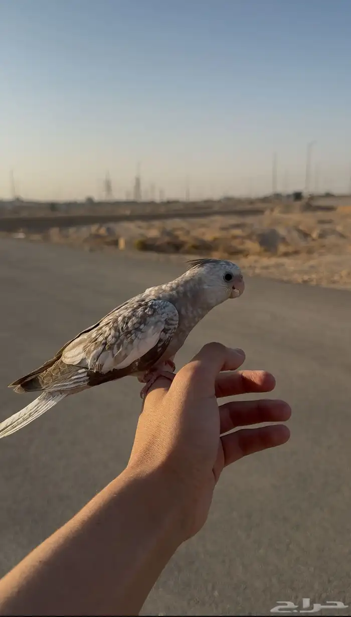 فرخ كروان وايت فيس بيرل 1