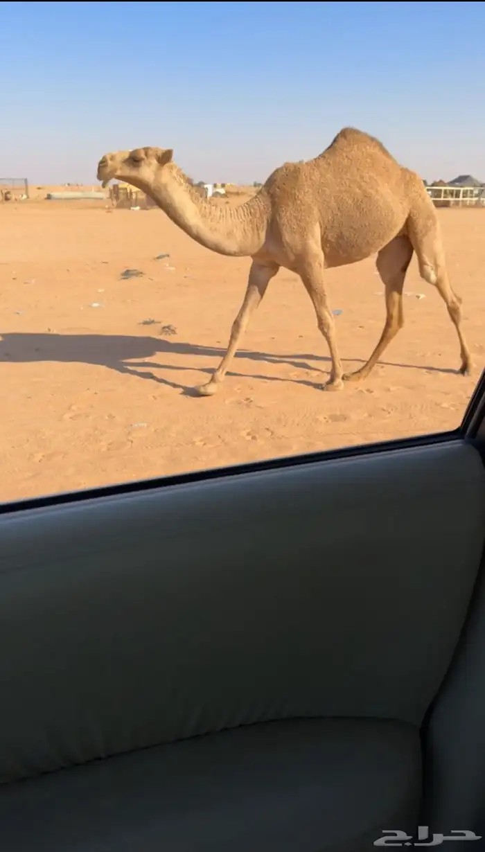 للبيع مفروده شعلا 0