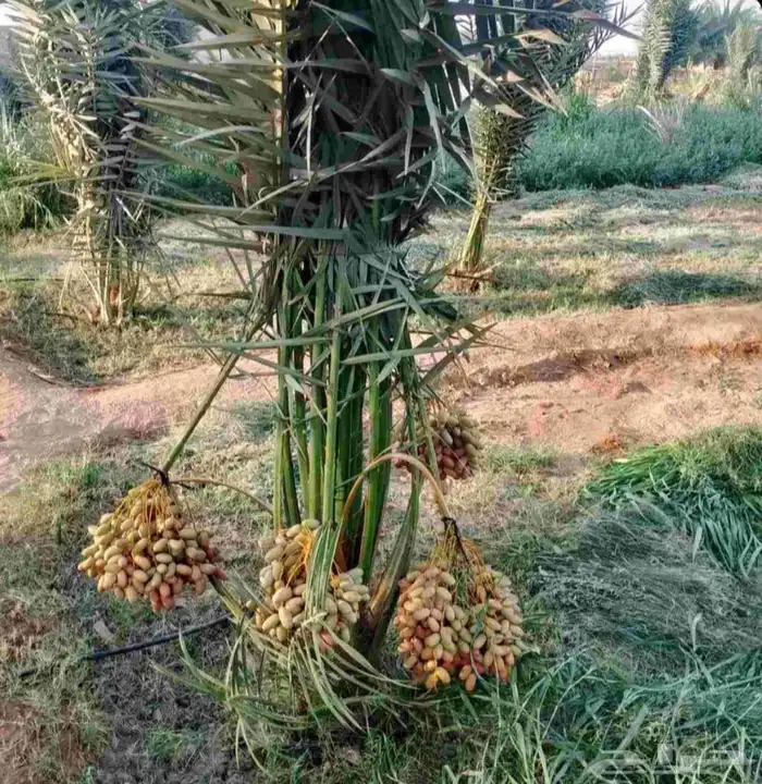 نخل فاخر للبيع نقايل جثايث خلاص صقعي سكري شيشي غىر سلج 2