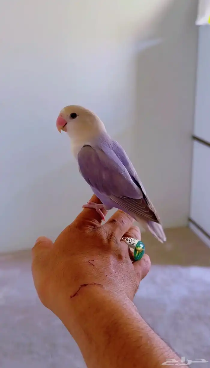 طير روز اليف انثى هدد 1