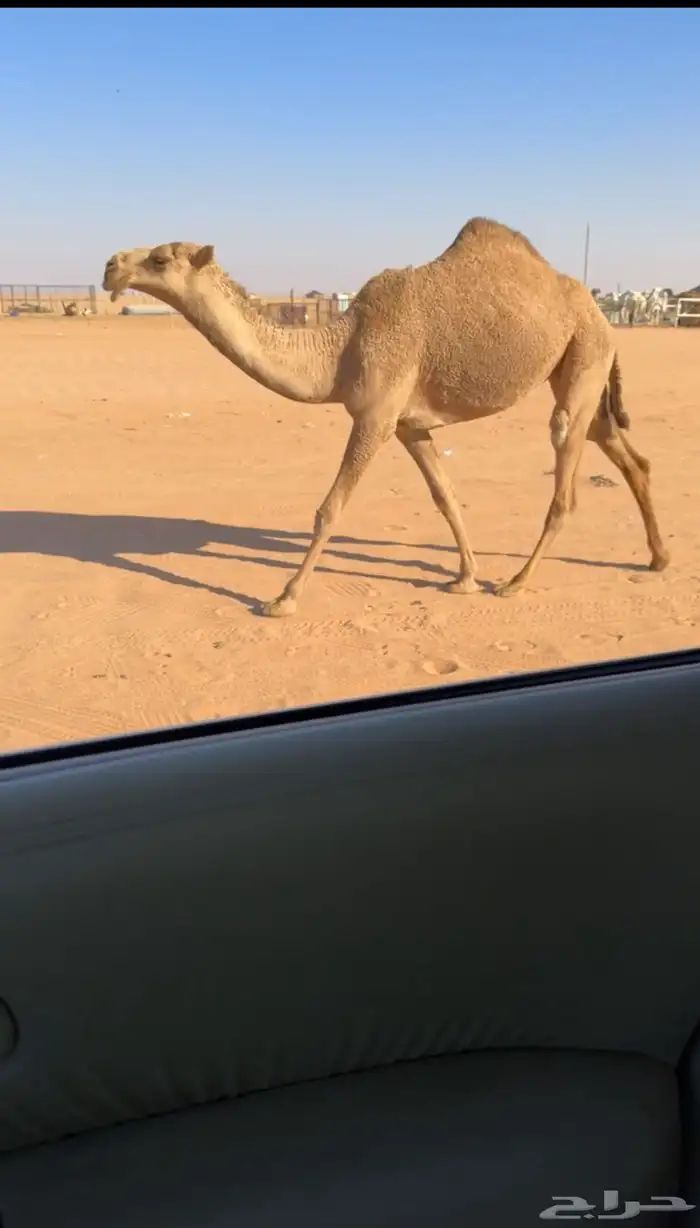 للبيع مفروده شعلا 1