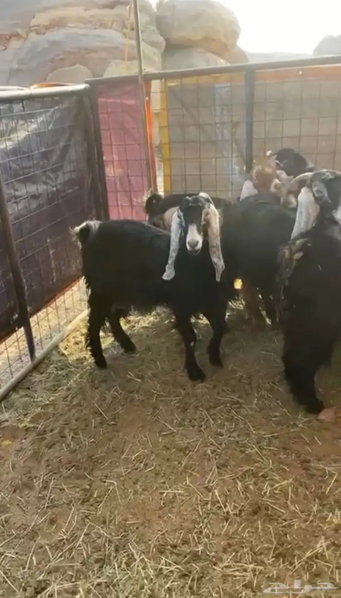 معزا عوارض 1