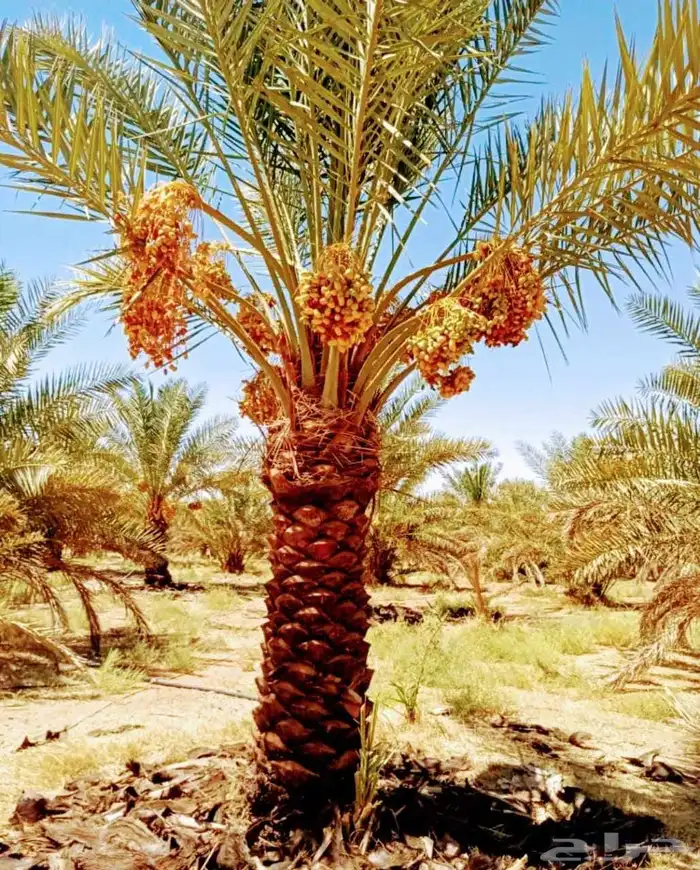 نخل مثمر نقايل جثايث اخلاص سكري برحي صقعي شيشي واشنطني 7