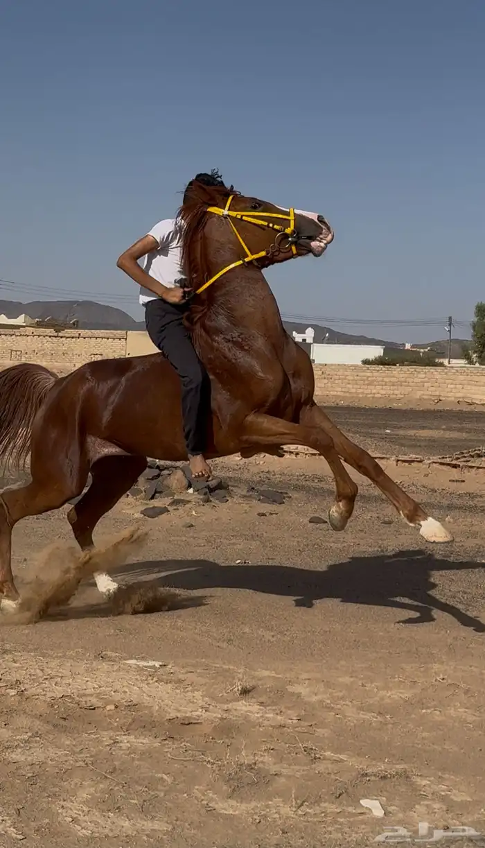 فرس شعبية شيخة 2