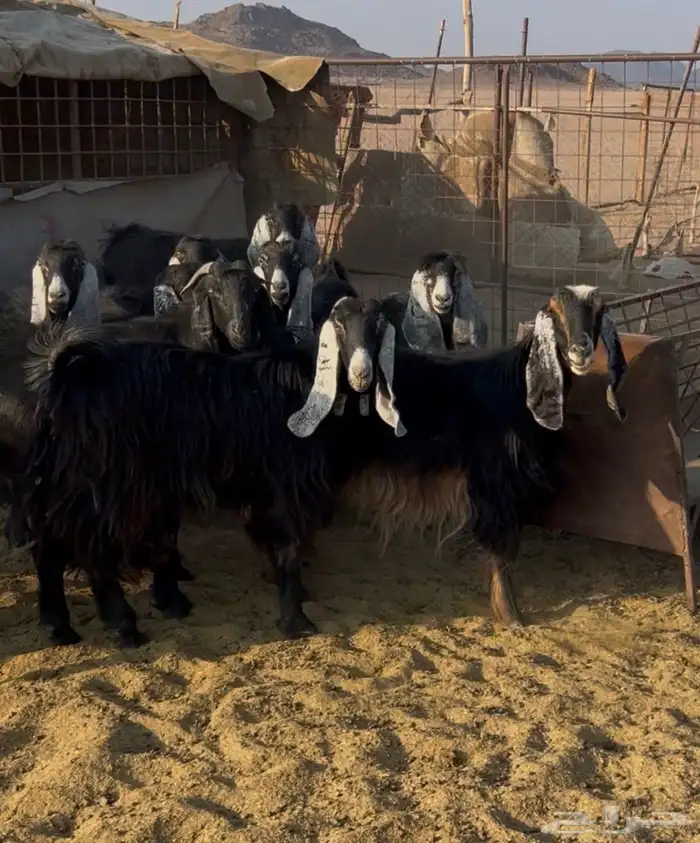 معزا صنف طيبه وجروم طيبه 4