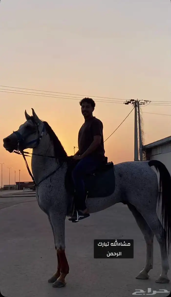 حصان شعبي فحل مربط 2