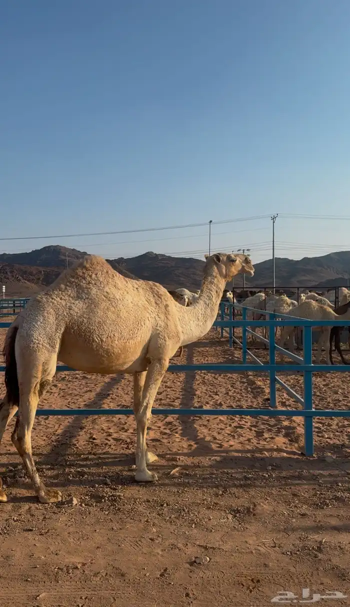 ناقة لقحة كفو 0