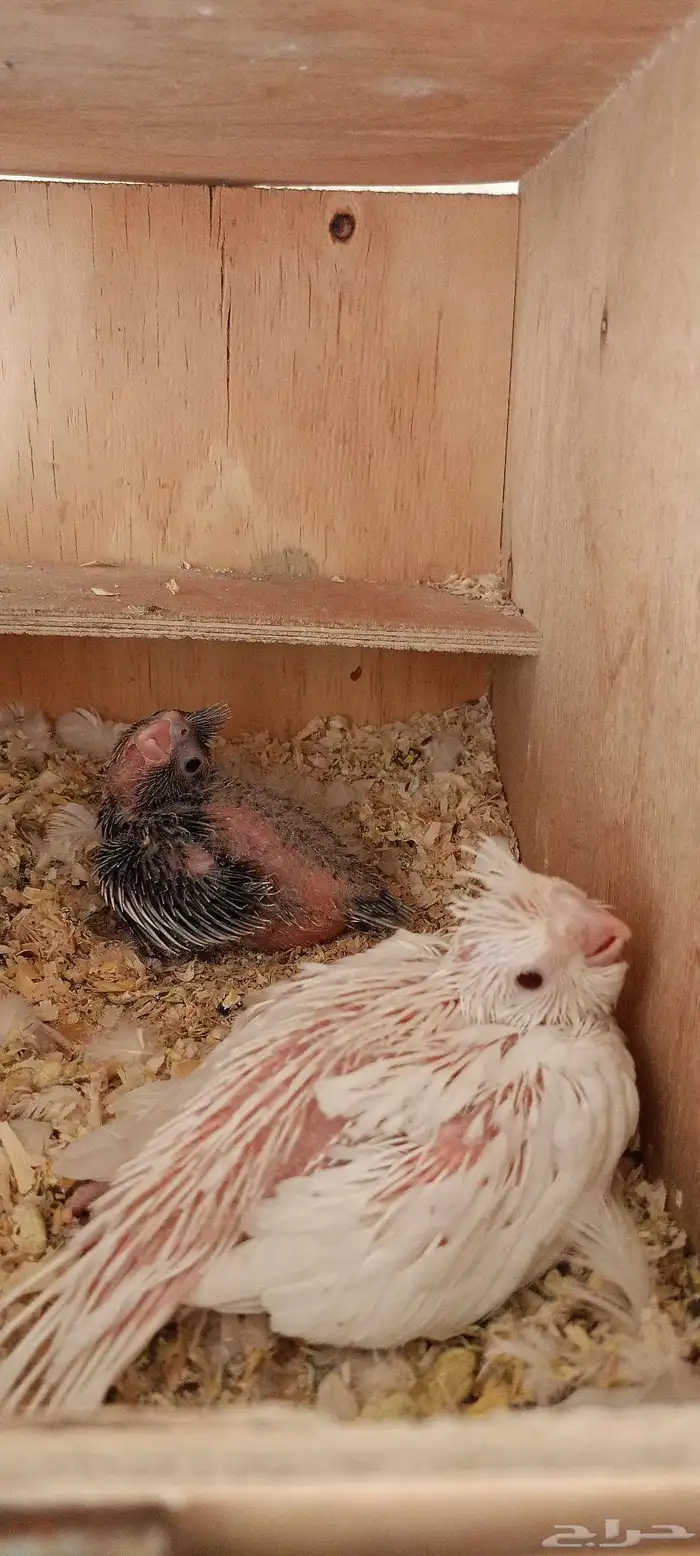 فروخ كروان هولندي 5