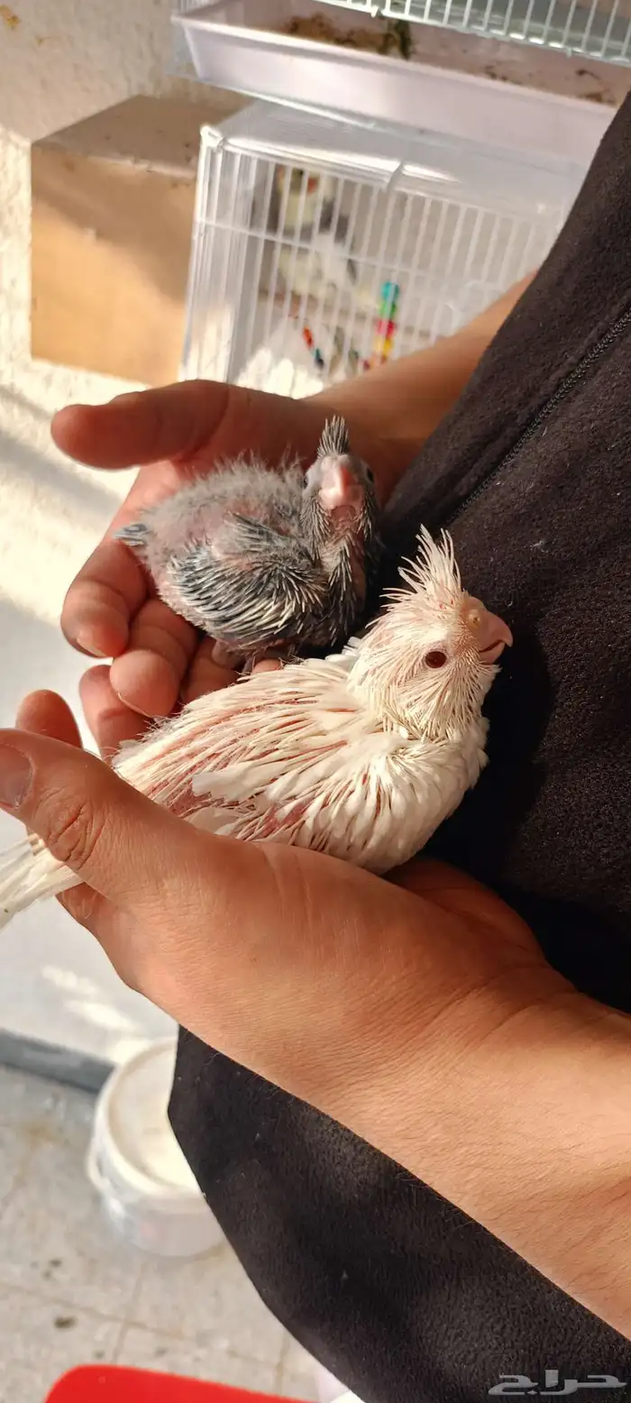 فروخ كروان هولندي 1