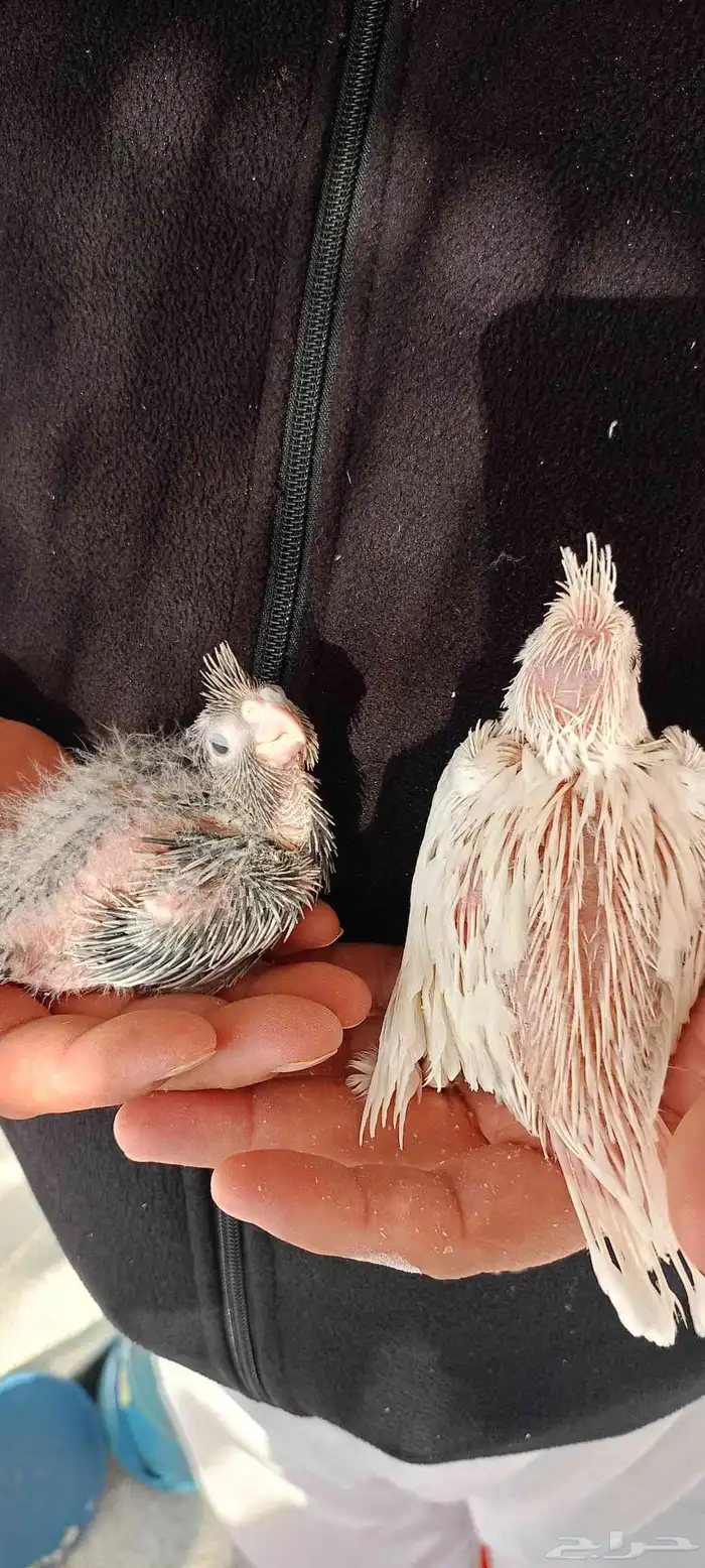 فروخ كروان هولندي 2