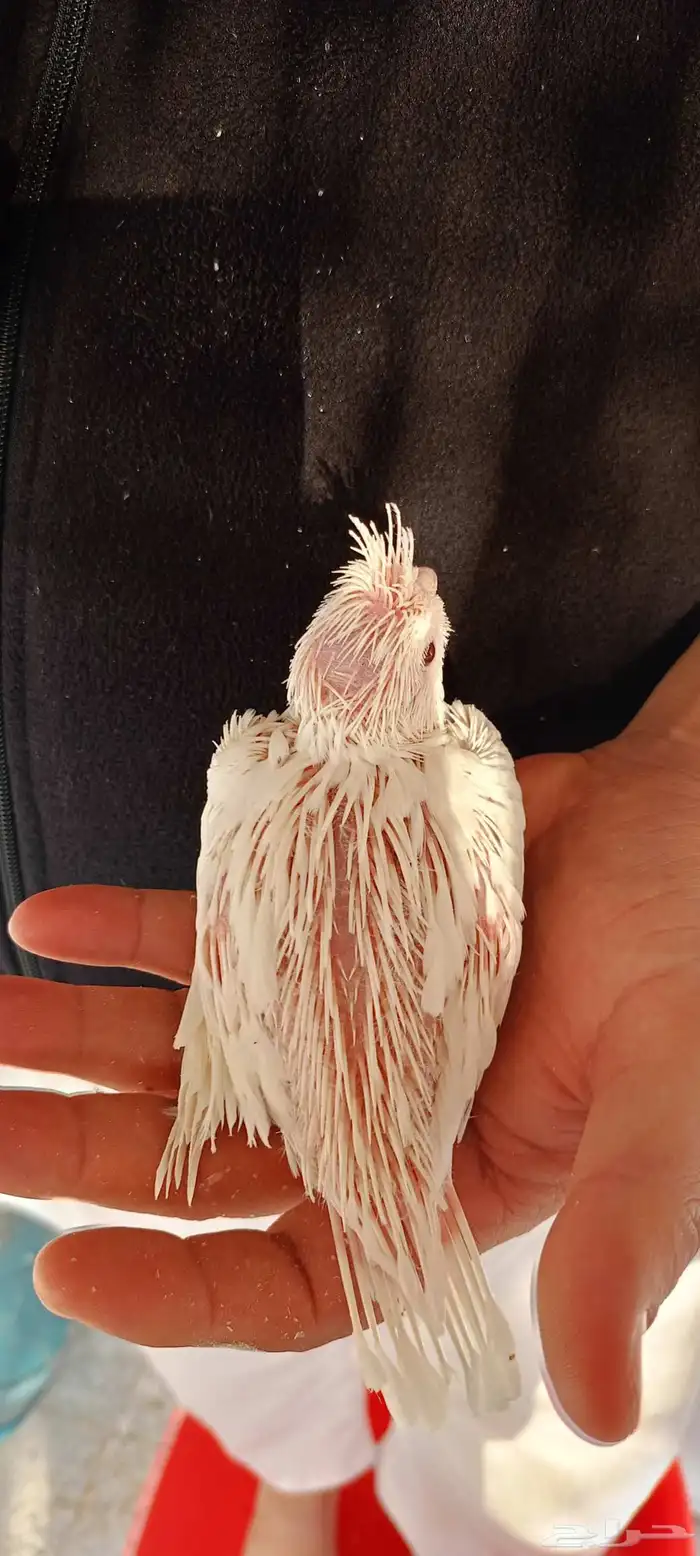 فروخ كروان هولندي 0